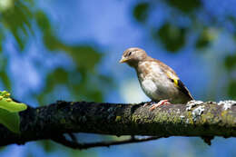 Carduelis carduelis carduelis (Linnaeus 1758)的圖片