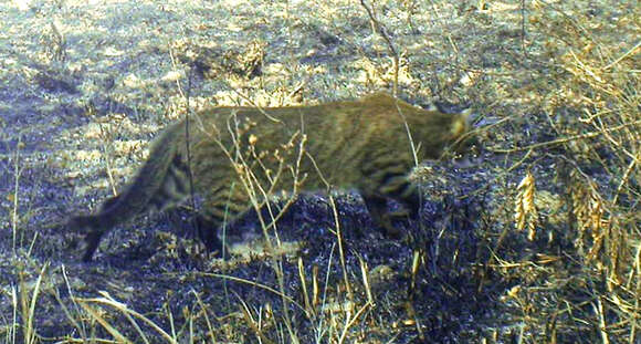 Image of Pantanal Cat