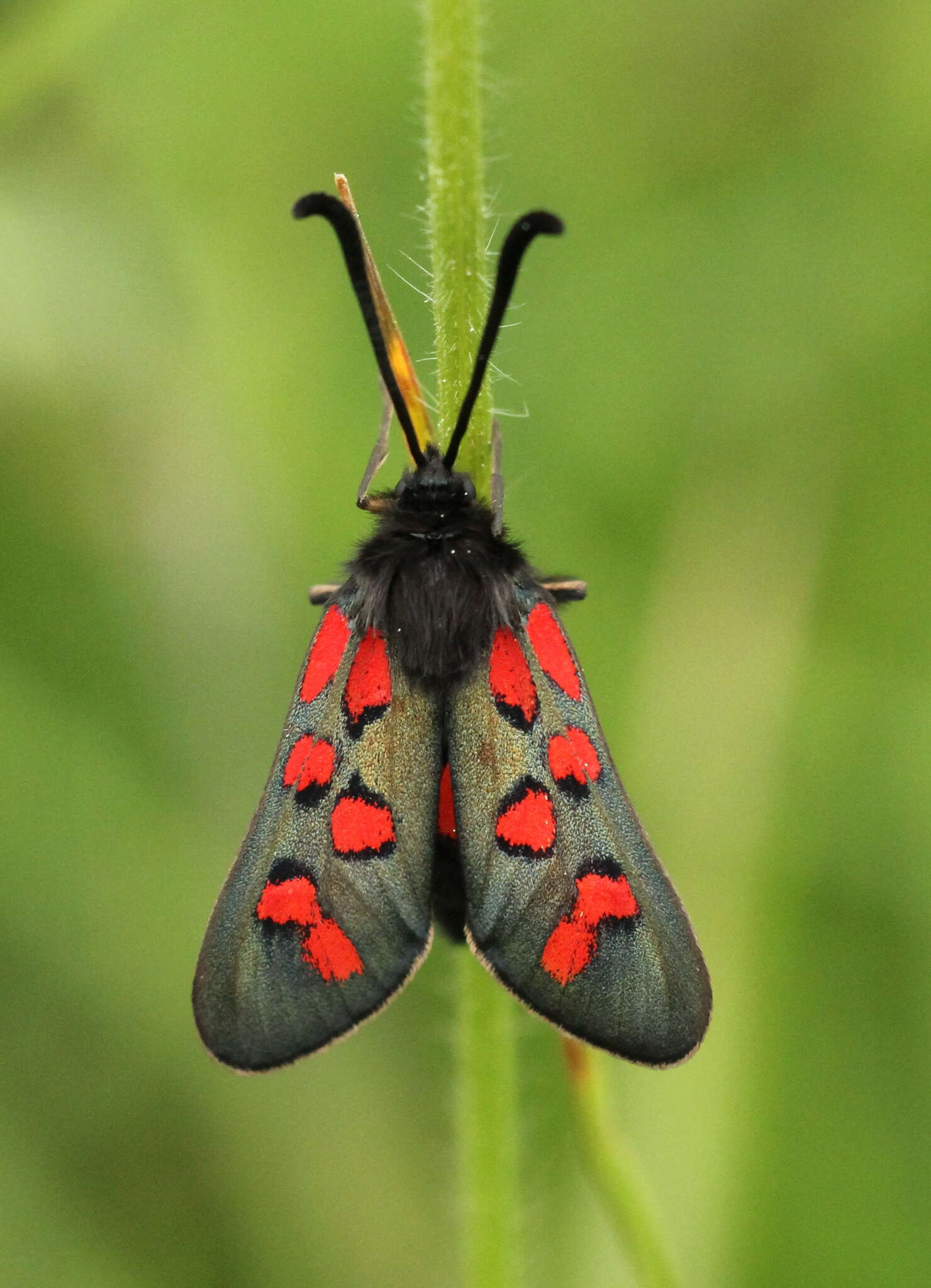 Image of Zygaena oxytropis Boisduval 1828