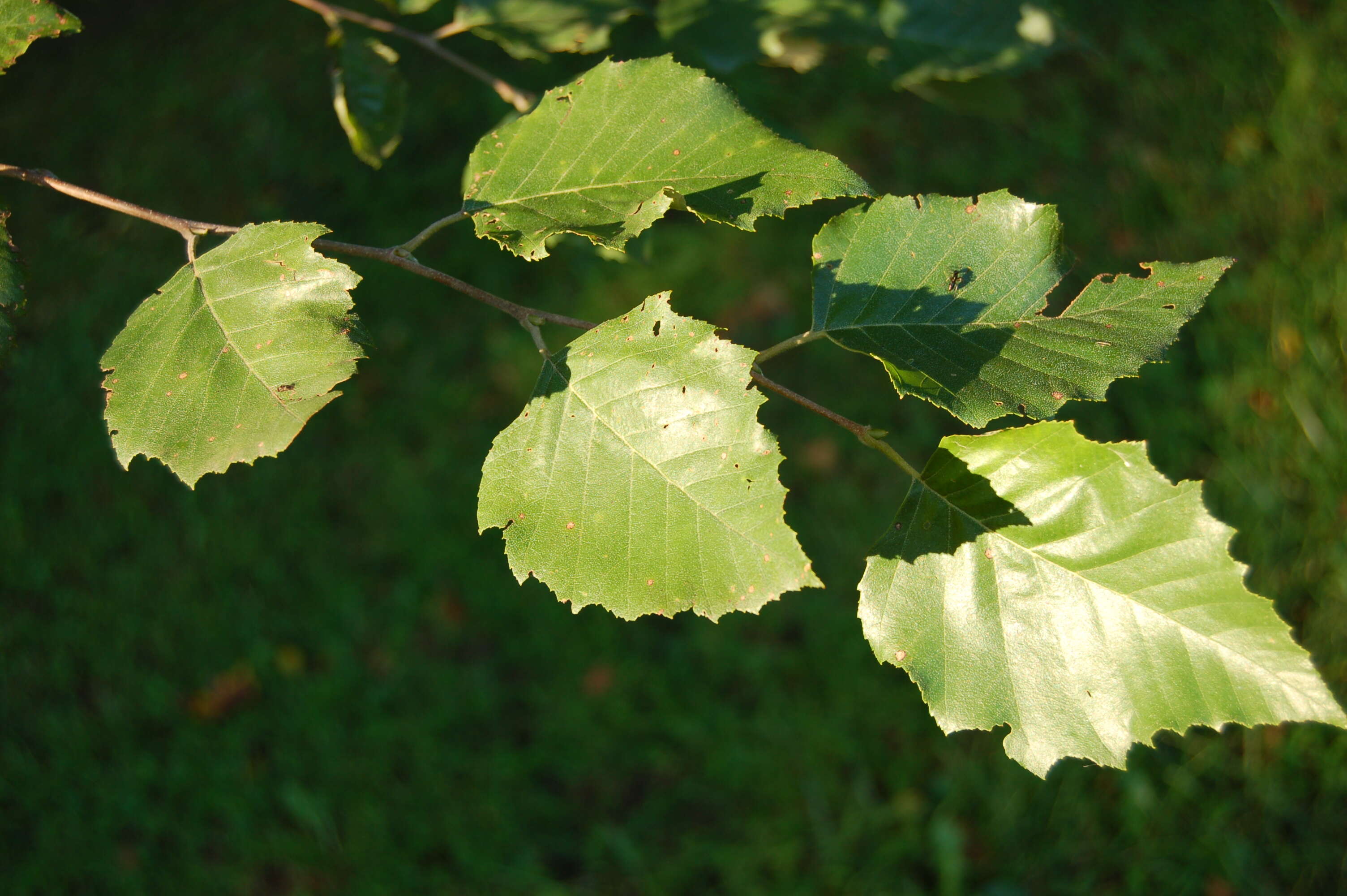 Image of Black Birch