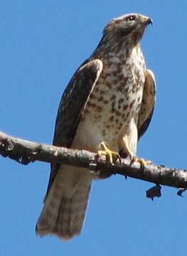 Image of Red-shouldered Hawk