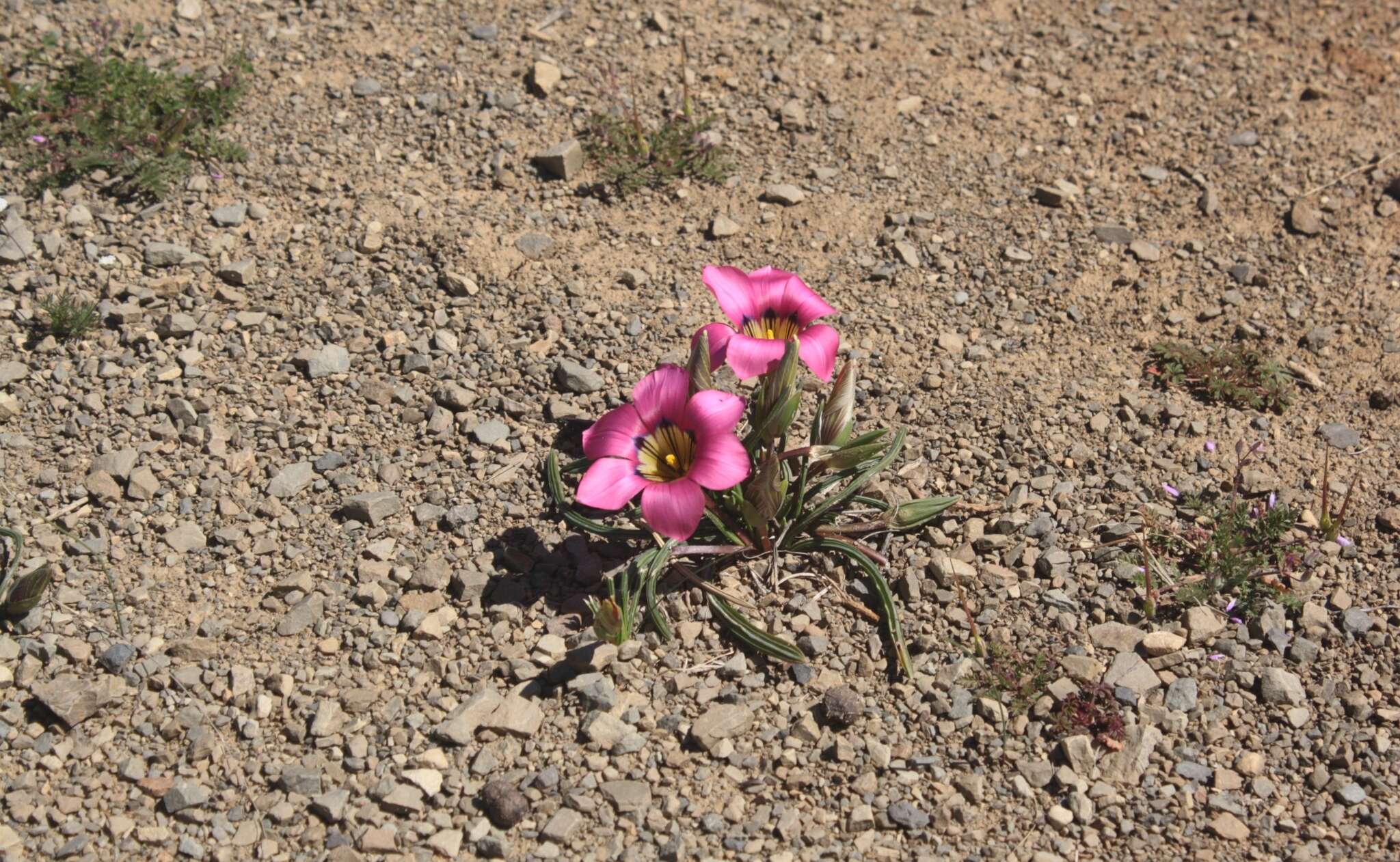 Image of Romulea subfistulosa M. P. de Vos