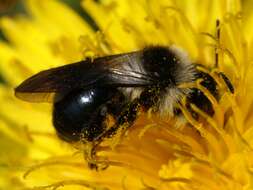 Image of Ashy Mining Bee