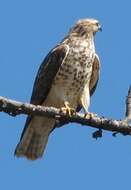 Image of Red-shouldered Hawk