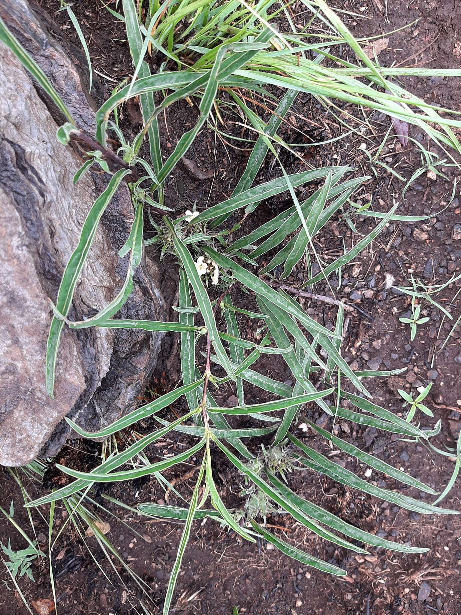 صورة Crabbea angustifolia Nees