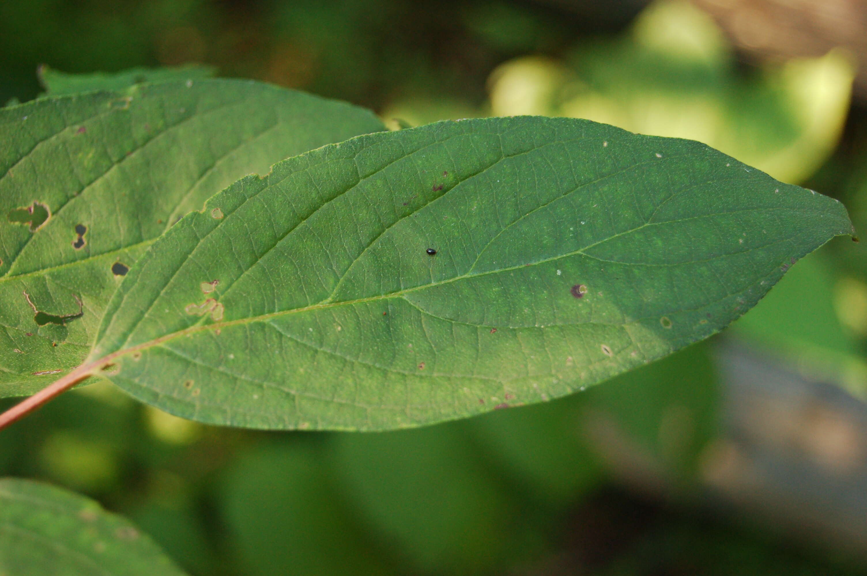 Image of roughleaf dogwood