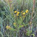 Sivun Hypericum brachyphyllum (Spach) Steud. kuva