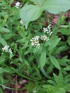 Image of bastard toadflax