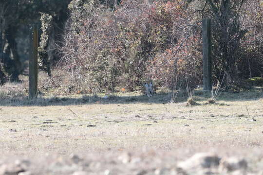 Image of Granada Hare