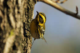 Image of Townsend's Warbler