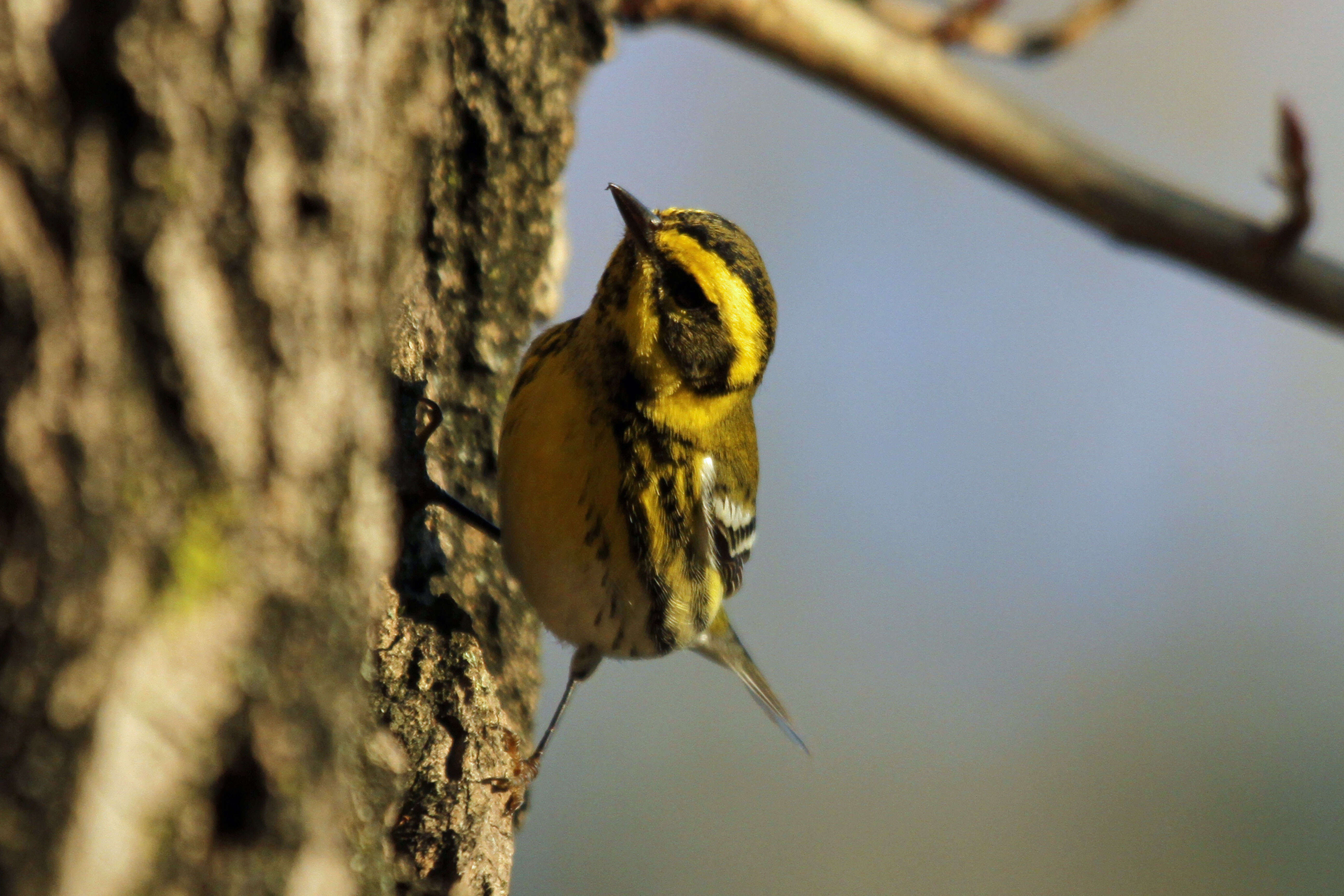 Image of Townsend's Warbler