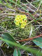 Chrysosplenium alternifolium var. sibiricum Ser.的圖片