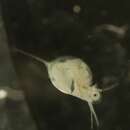 Imagem de Daphnia (Daphnia) longiremis Sars 1862