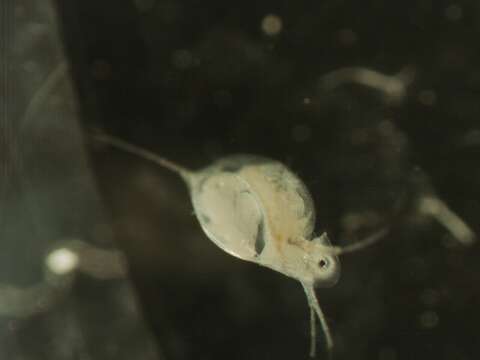 Daphnia (Daphnia) longiremis Sars 1862的圖片