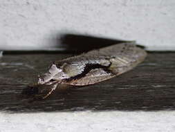 Image of Packard's Concealer Moth