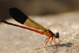 Image of Euphaea cardinalis (Fraser 1924)