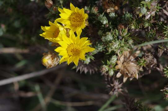 Arrowsmithia styphelioides DC. resmi