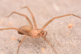 Image of Brown Recluse