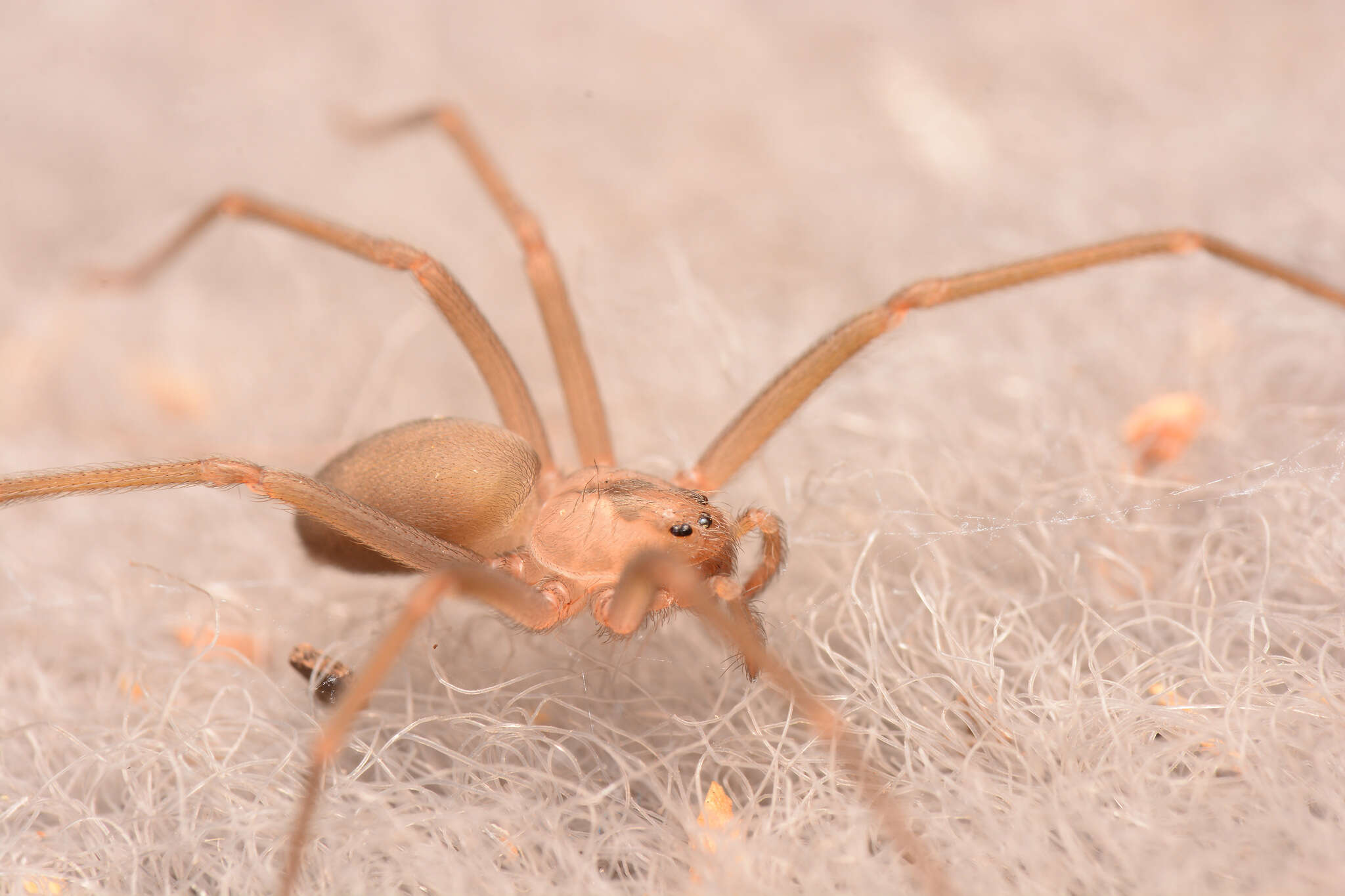 Imagem de Loxosceles reclusa Gertsch & Mulaik 1940