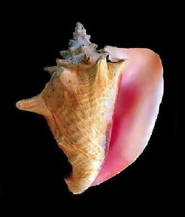 Image of Pink Conch