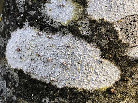 Image of rim lichen