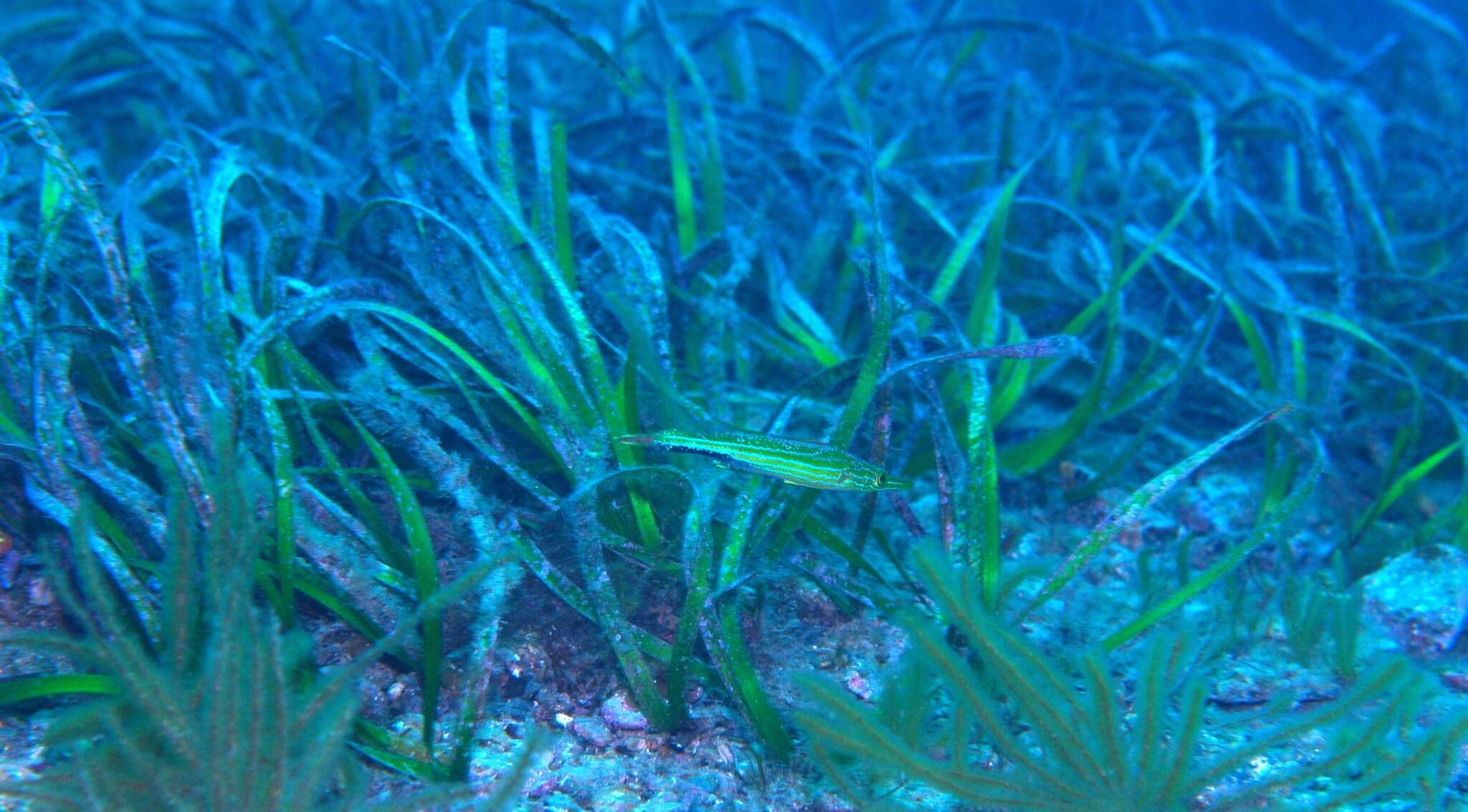 Image of Sharp-nose rockwhiting