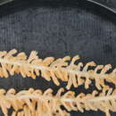 Image of Isidella tentaculum Etnoyer 2008