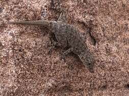 Image of Barnard’s Namib Day Gecko