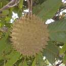 Image of annona