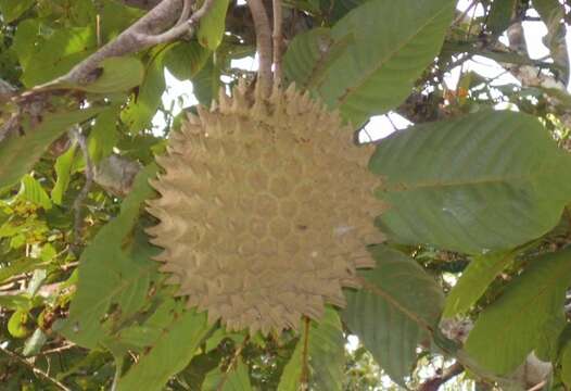 Image of annona