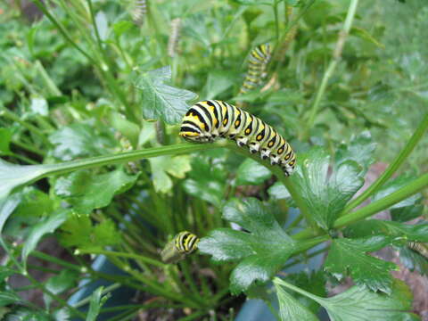 Image of Black Swallowtail