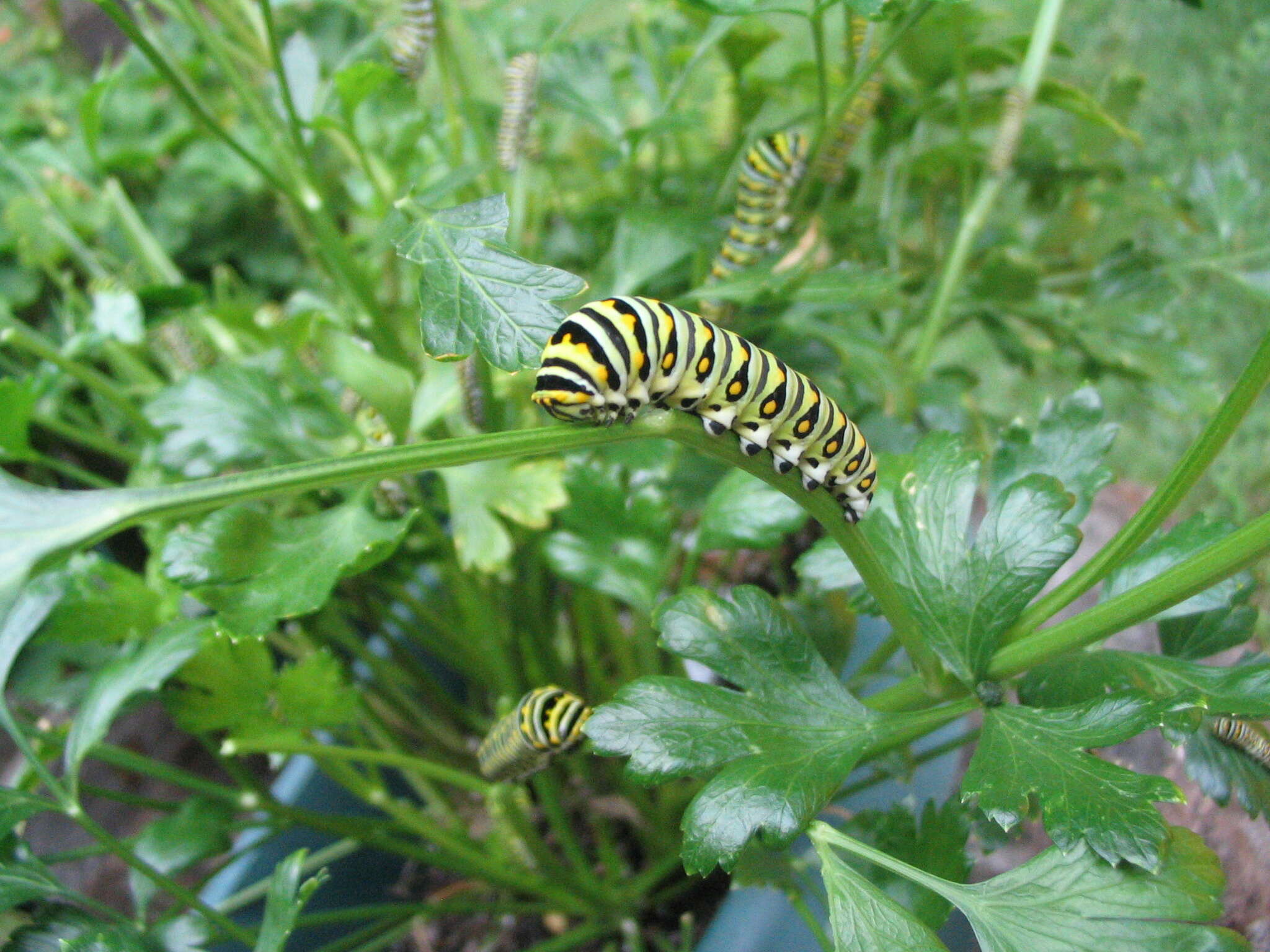 Image of Black Swallowtail