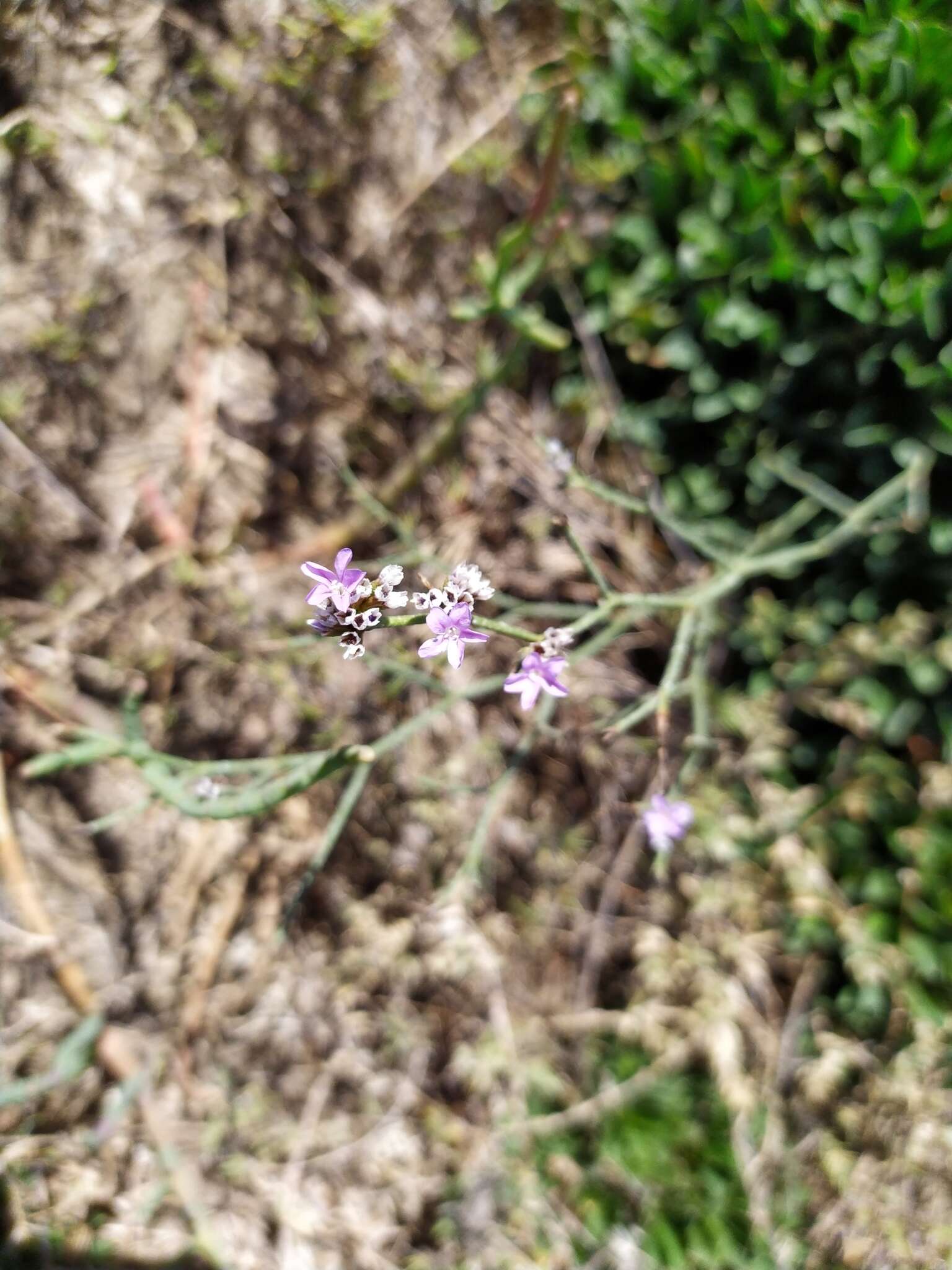 Image of Algerian sea lavender