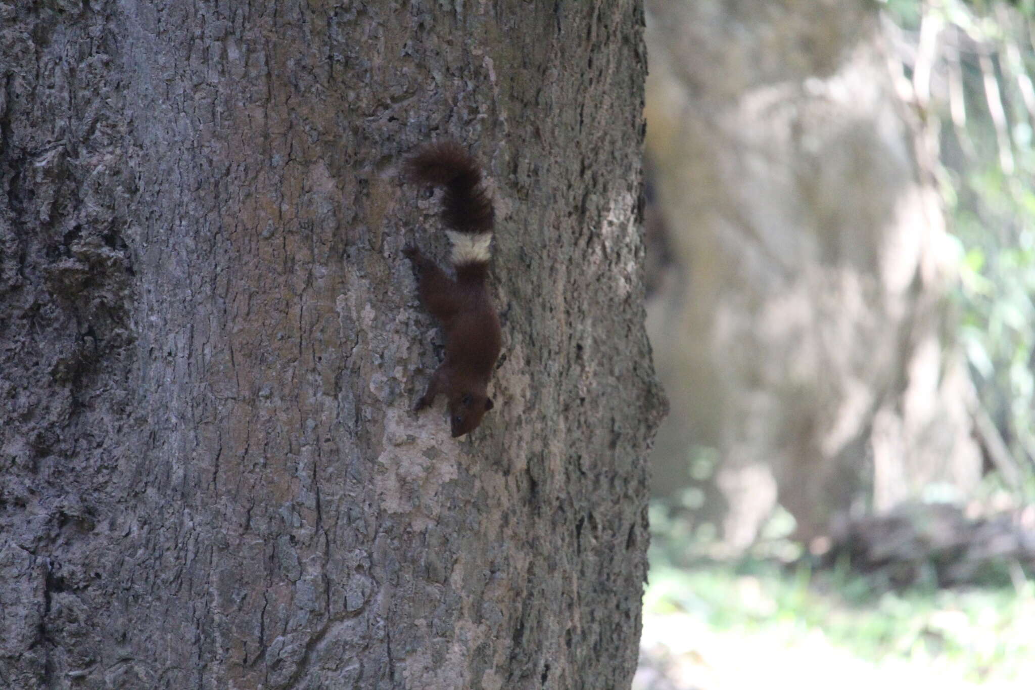 Image de Callosciurus finlaysonii annellatus Thomas 1929