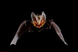 Image of Brown long-eared bat