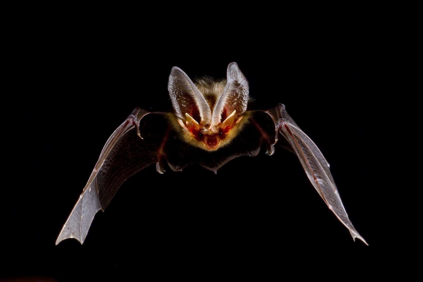 Image of Brown long-eared bat