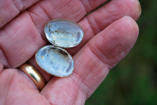 Image of Grooved Fingernail Clam