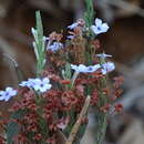 Image de Eranthemum roseum (Vahl) R. Br.