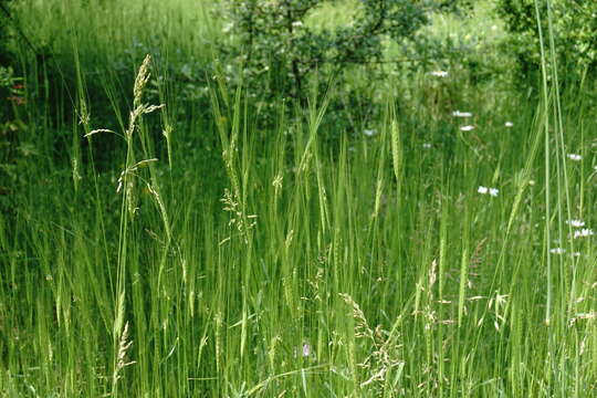 Image of wild einkorn