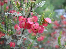 Image of Dodonaea microzyga F. Müll.