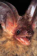 Image of Brown long-eared bat