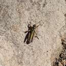 Image of Cascade Timberline Grasshopper