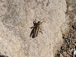 Image of Cascade Timberline Grasshopper