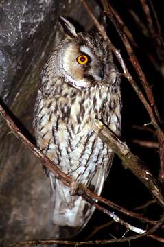 Image of Long-eared Owl