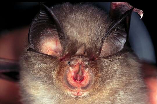 Image of Rhinolophoidea Gray 1825