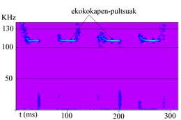 Image of Lesser Horseshoe Bat