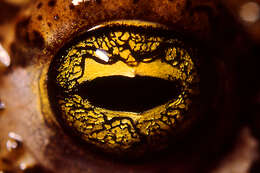 Image of Natterjack toad