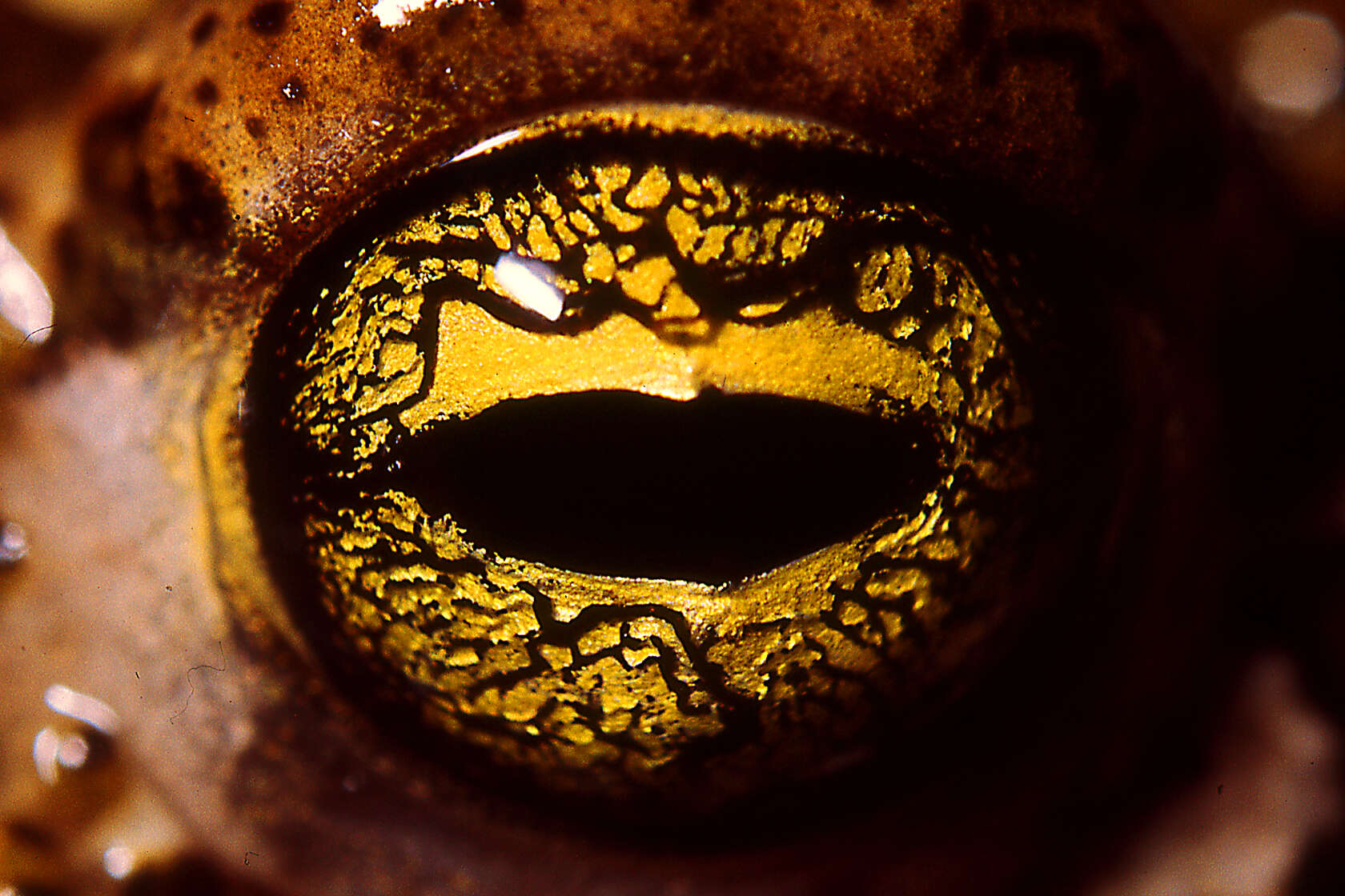 Image of Natterjack toad