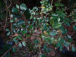 Imagem de Syzygium formosanum (Hayata) Mori