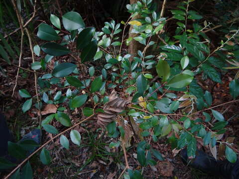 Image of Syzygium formosanum (Hayata) Mori